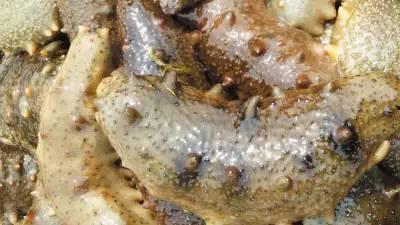 海参哥最新爆料图片高清,高清爆料图片背后的惊人真相